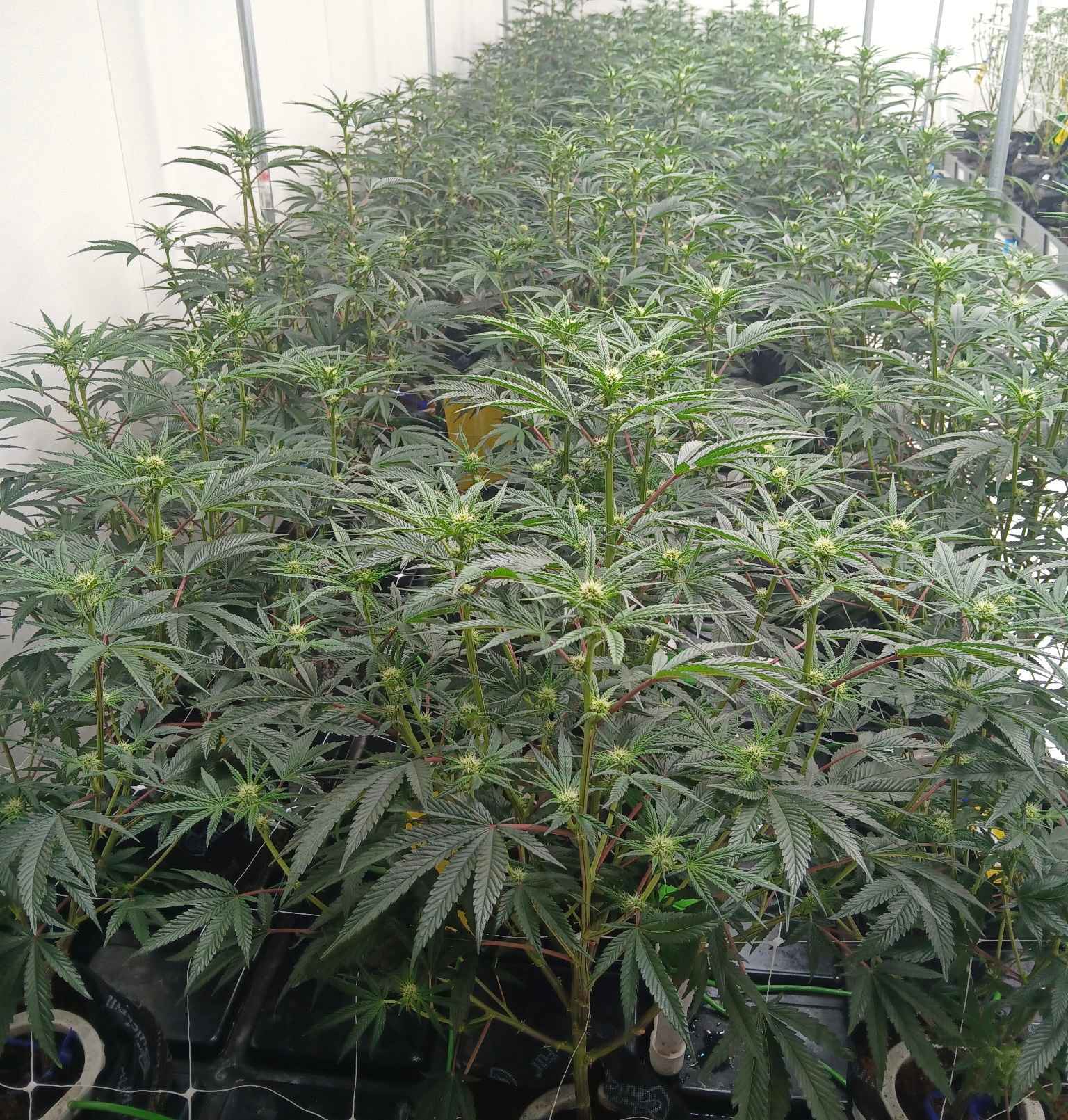 Pre-rolls product sample